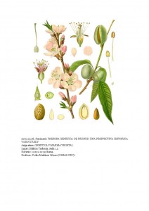 Plantilla para evidencias seminario - Mejora en Prunus